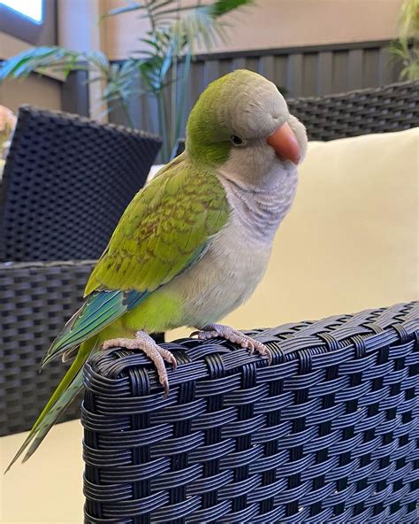 Browse through available new hampshire birds for sale and adoption by aviaries, breeders and bird rescues. . Quaker parrots for sale near me